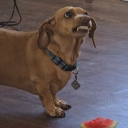 avatar legendcontinuesZ