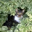 evilearscat