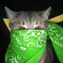 kenzoidd