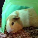 pigter_