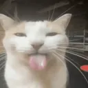 _br3ak0r
