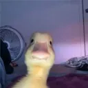 convitmauvang