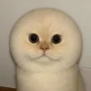 _huaaa