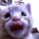 avatar 𝓕𝓸𝓍𝒾_𝓑𝓁𝓾𝓮ッ