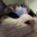 antxz_y