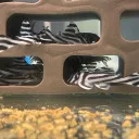 saburai.aquatics