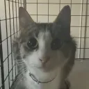 kusaribruh