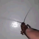 avatar The Bard of Bowls