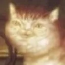 thecatsydromde