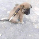 zealucky#0670's avatar