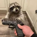 yourpetraccoon