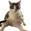 farfalkom
