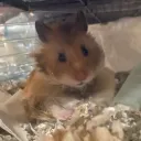 sagginhamster