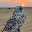 kwt5