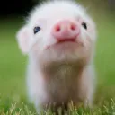 _crisp.bacon