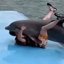 syntheticdolphin