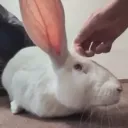 mayow