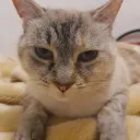 theteasip