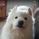 whydog