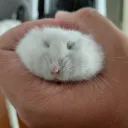 gumita___