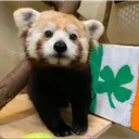 siddbaatar