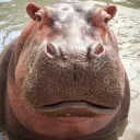patteeral