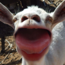 LittleGoat