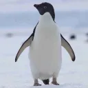 nbgr