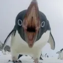 nbgr