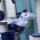 kitty_0.