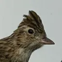 orukubet