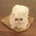 q0r0