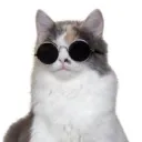 damzsavage