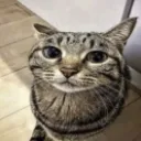 bigshotbean