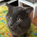 Davee