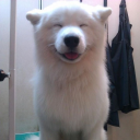 Owner profile picture