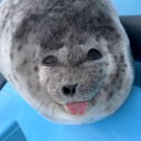 Owner profile picture