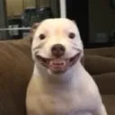 stinkymonk