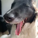 smeerstront
