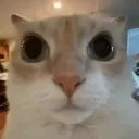 .l1mon