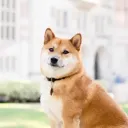 whatthepuppies