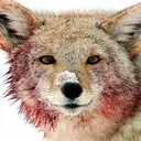 coyotemal