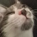 jellymochii_