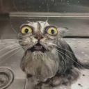 avatar 𝓓𝓪 𝓤𝓼𝓱