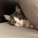 wholelottadab