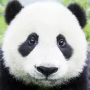 dav_pandateam