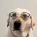 marksangio