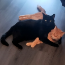 avatar 𝐓-𝐚𝐫𝐚 🐉