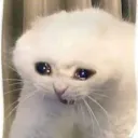 mr.sadcat4941