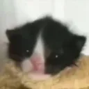 zdk._ avatar